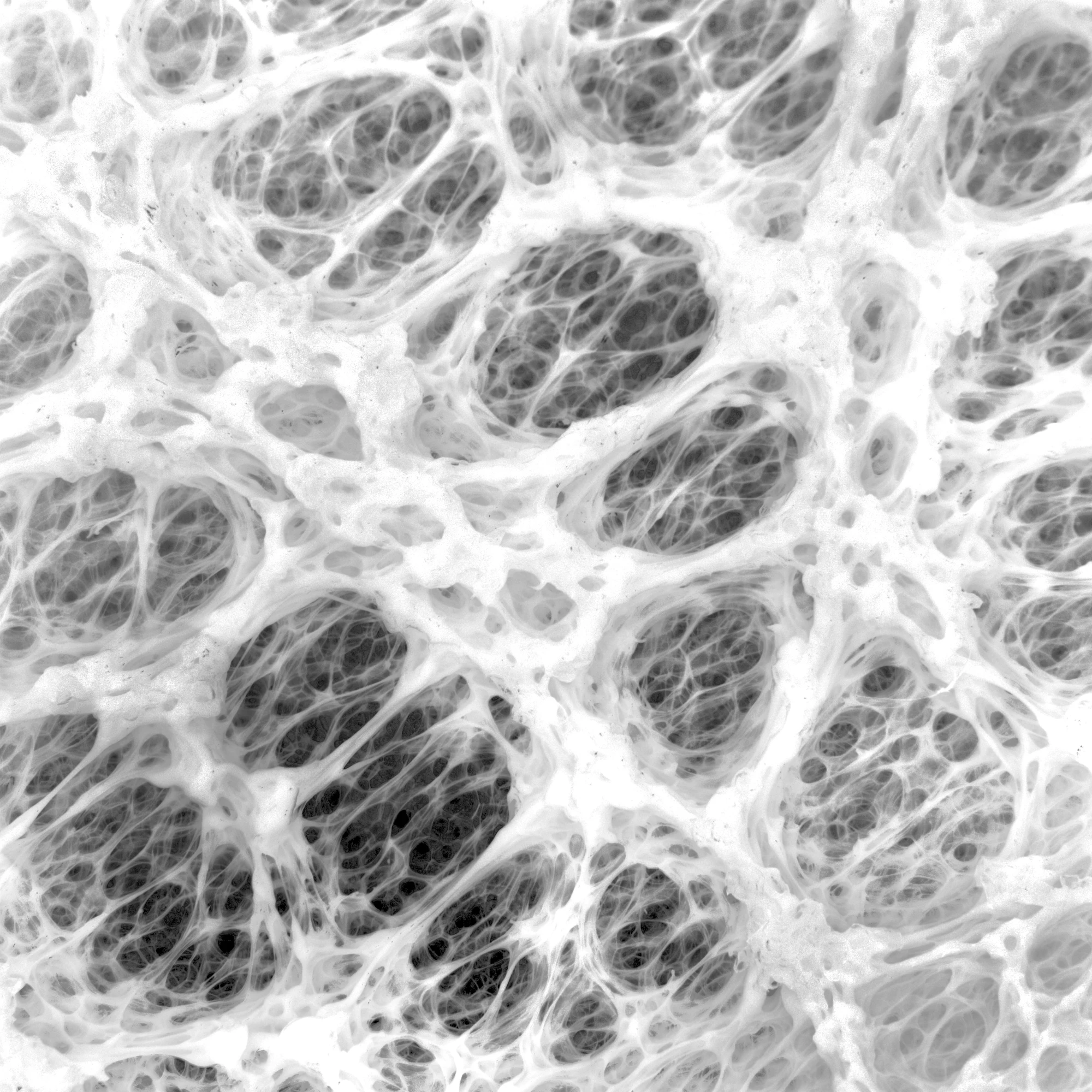 noise cell 008 — Descargar