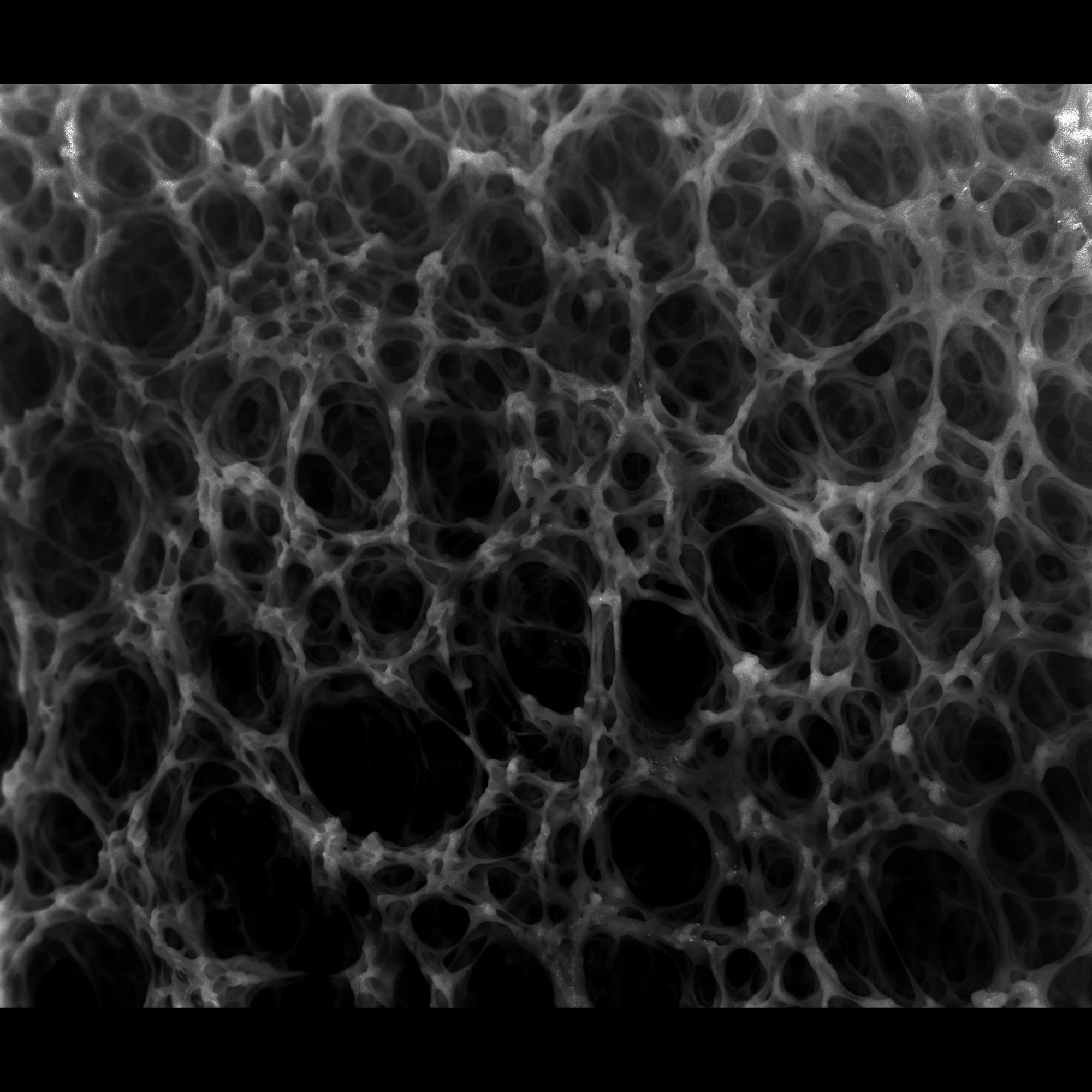 noise cell 012 — Descargar