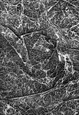 noise cell 018 — Descargar