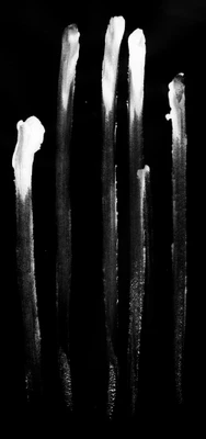 paint brush strokes singles 040 — Descargar
