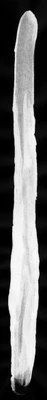 paint brush strokes singles 041 — Descargar