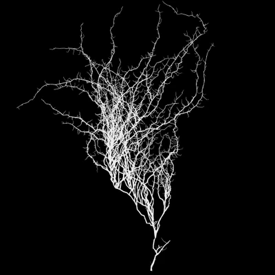 veiny 005 — Descargar