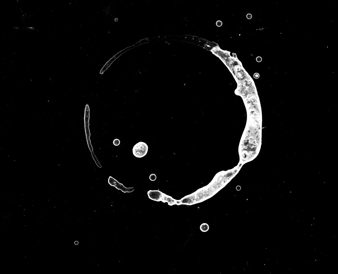 waterdamage rings dried stains 012 — Скачать