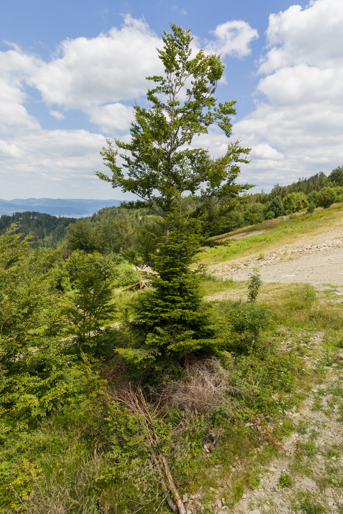 229 — Descargar