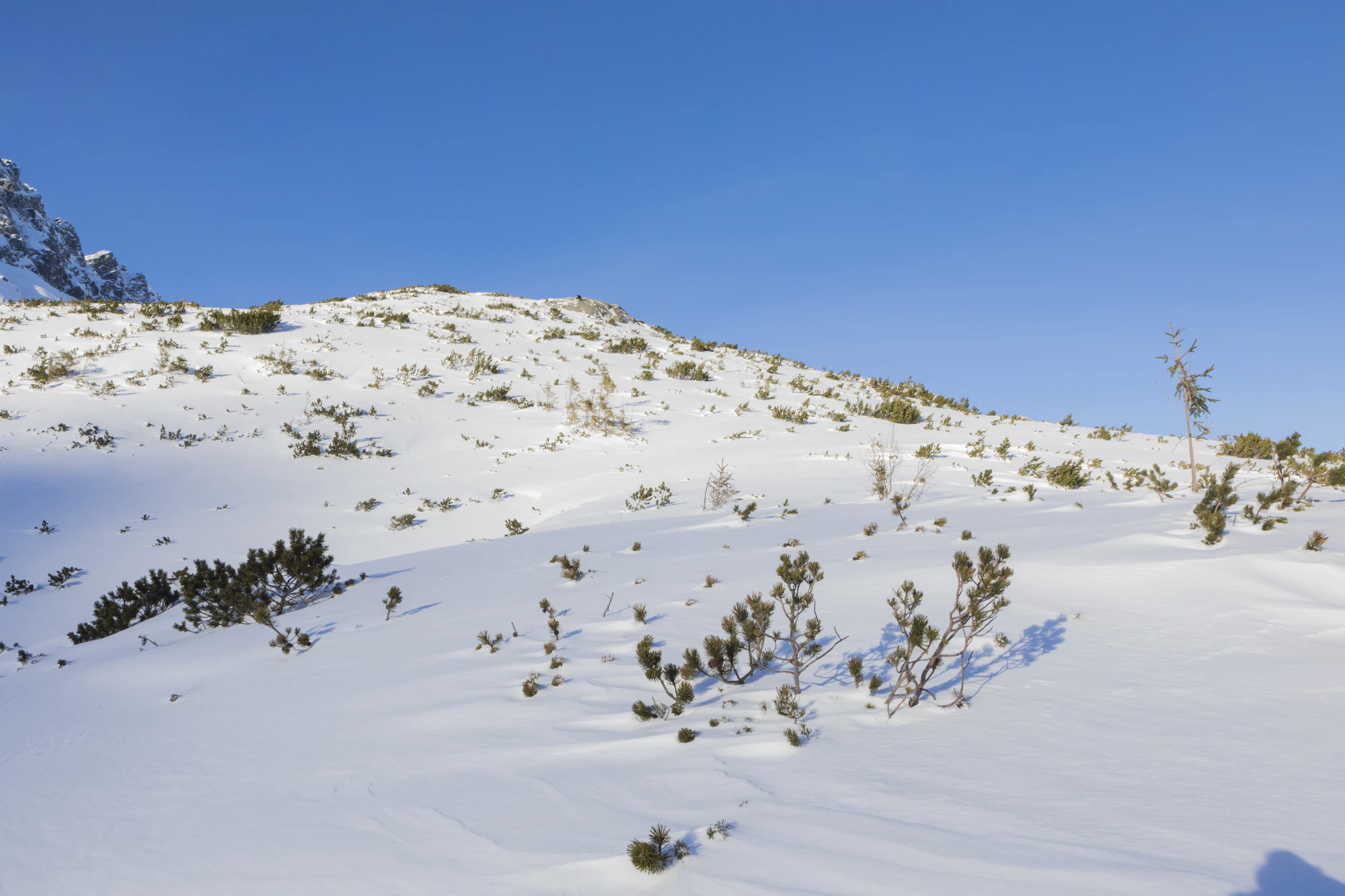 446 — Descargar