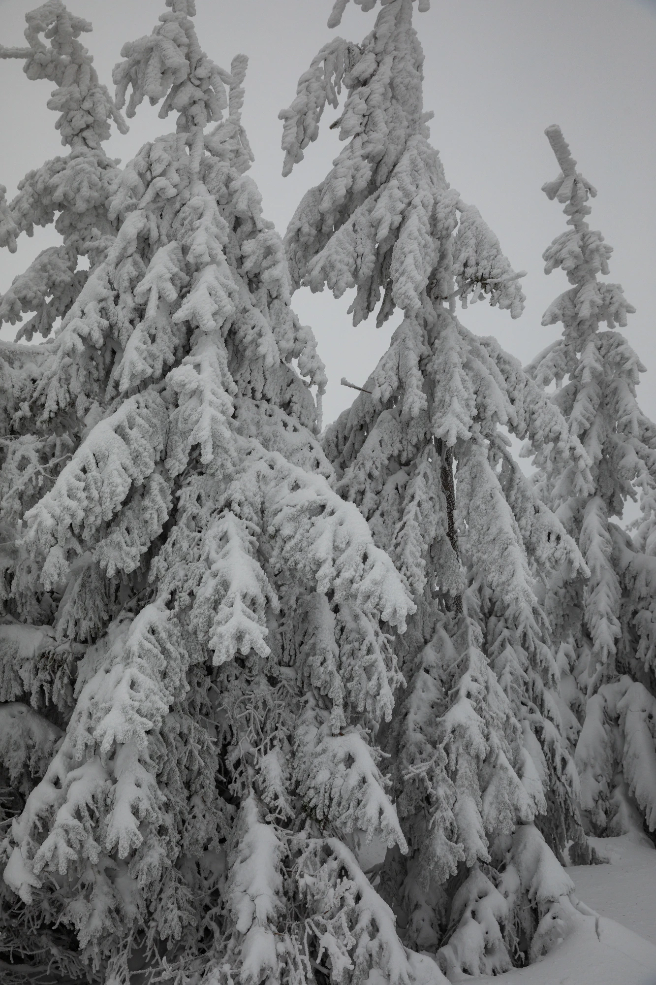 115 — Descargar