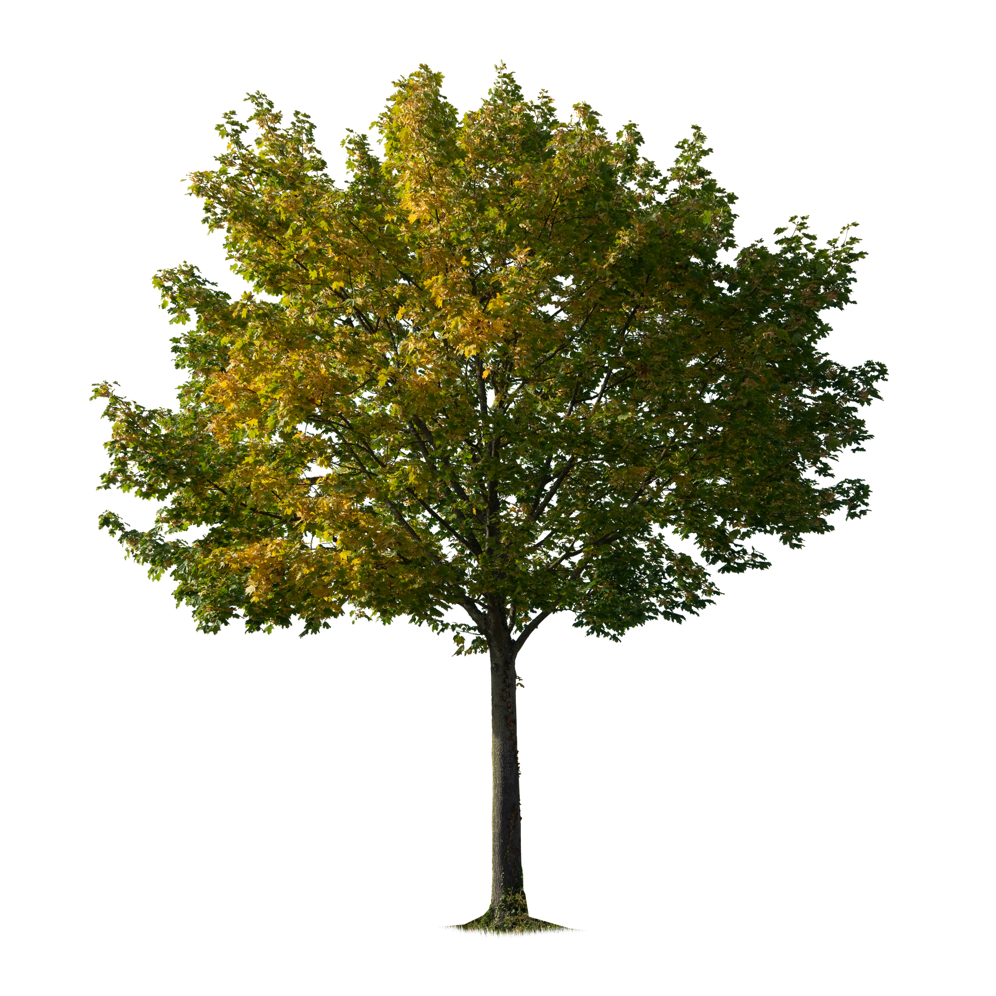 autumn tree 001 — Скачать