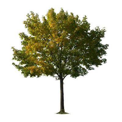 autumn tree 001 — download