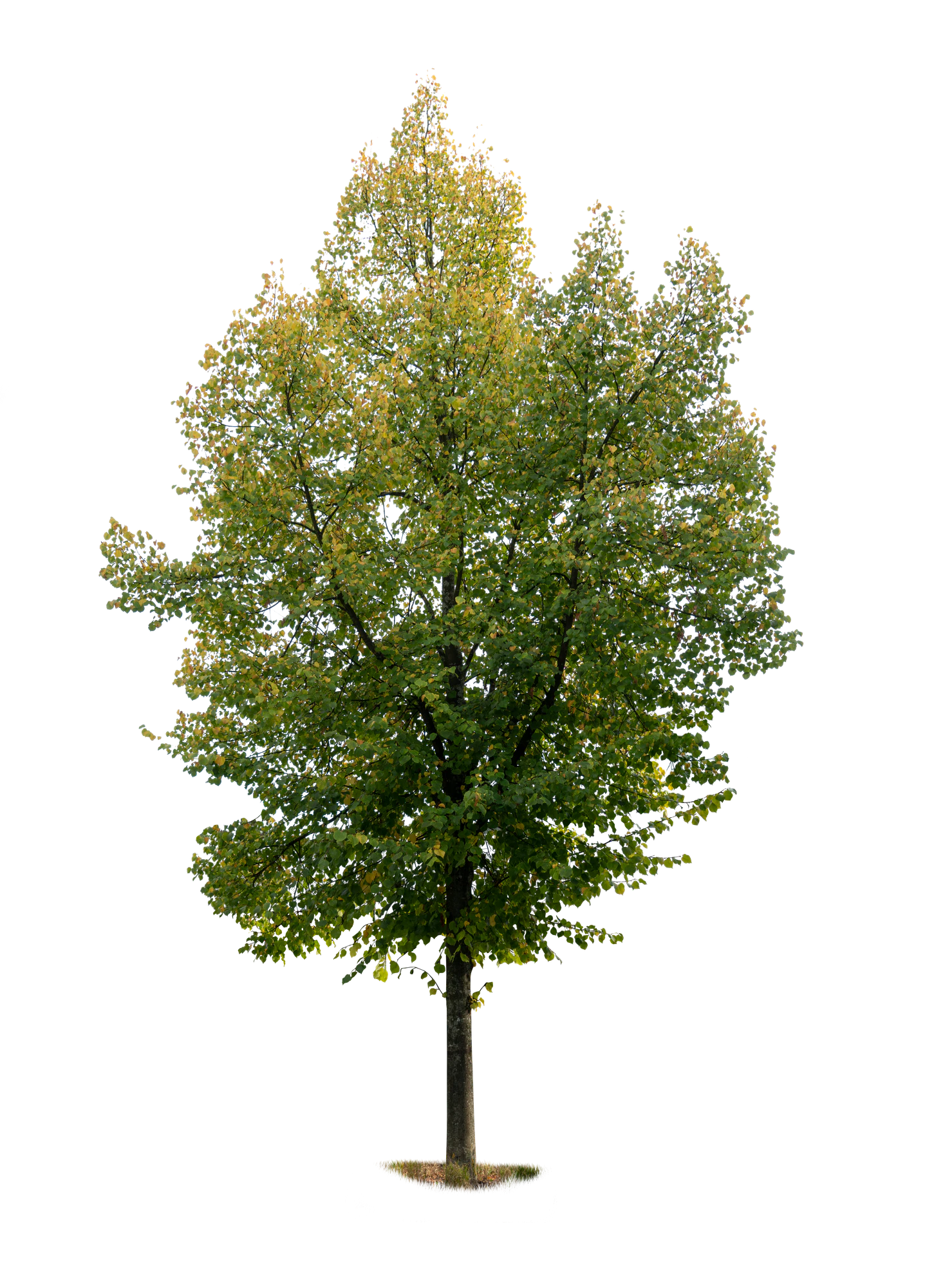 autumn tree 002 — Скачать