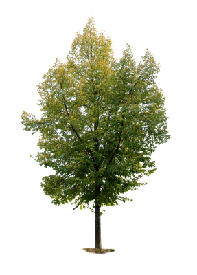 autumn tree 002 — download