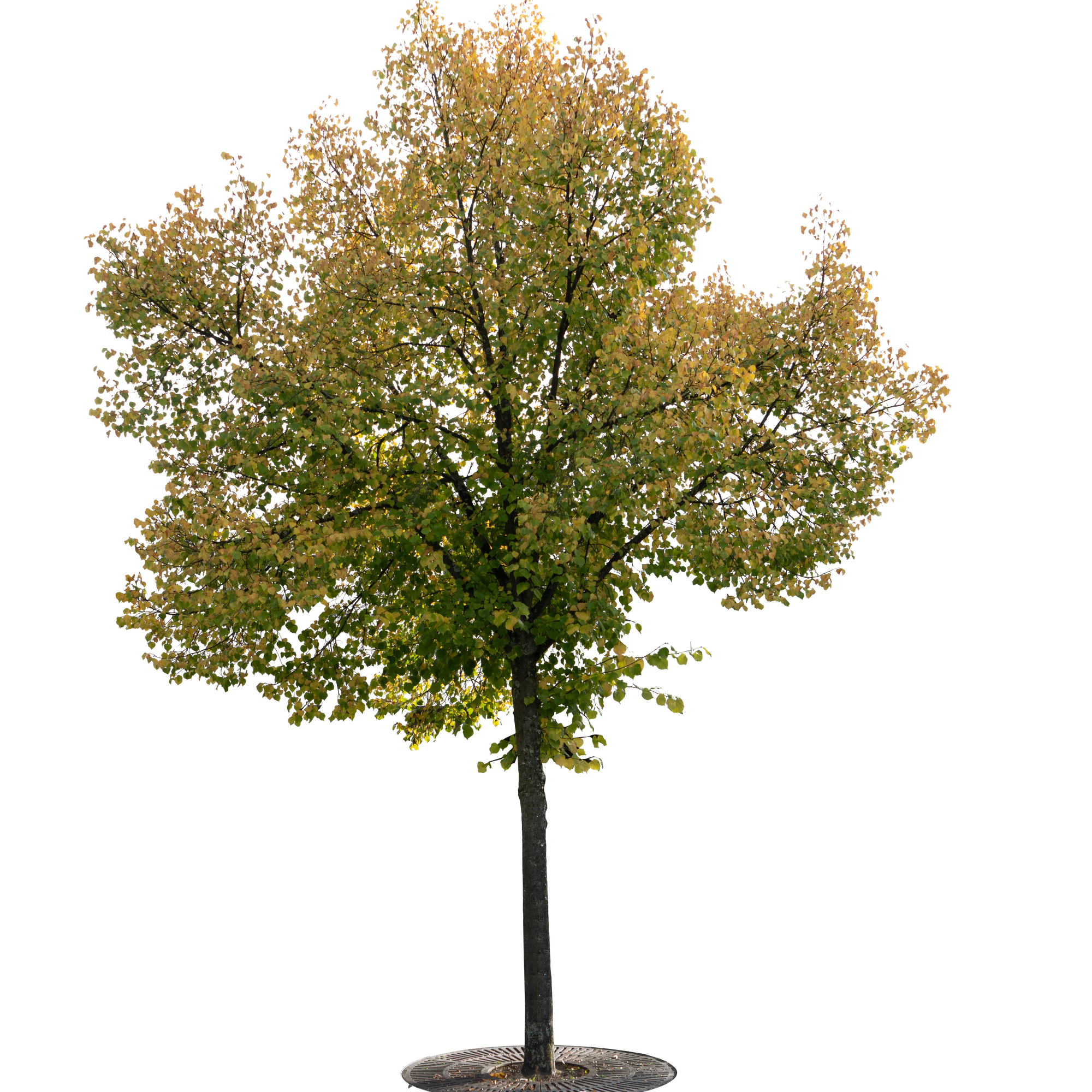 autumn tree 003 — Скачать