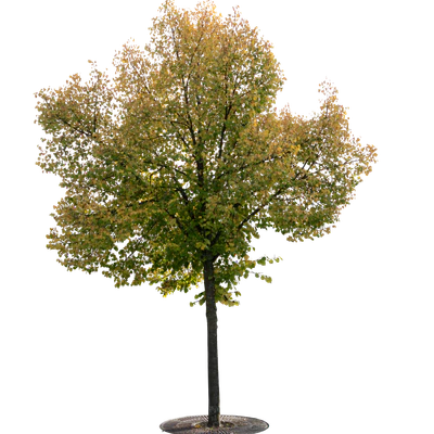 autumn tree 003 — download