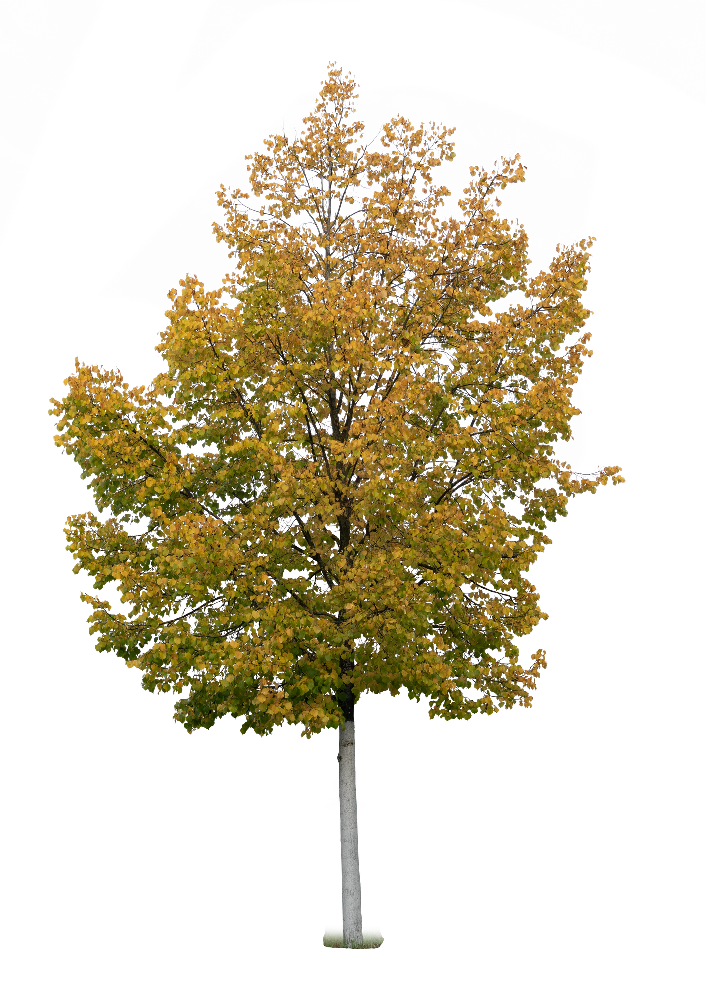 autumn tree 004 — Descargar