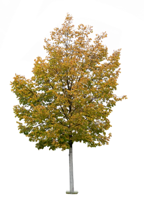 autumn tree 004 — Descargar