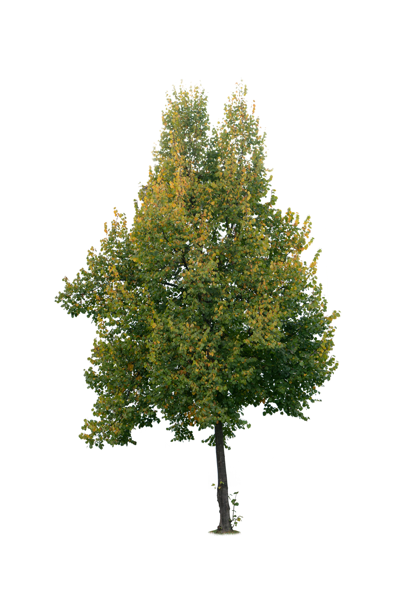autumn tree 005 — Скачать