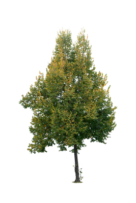 autumn tree 005 — Скачать