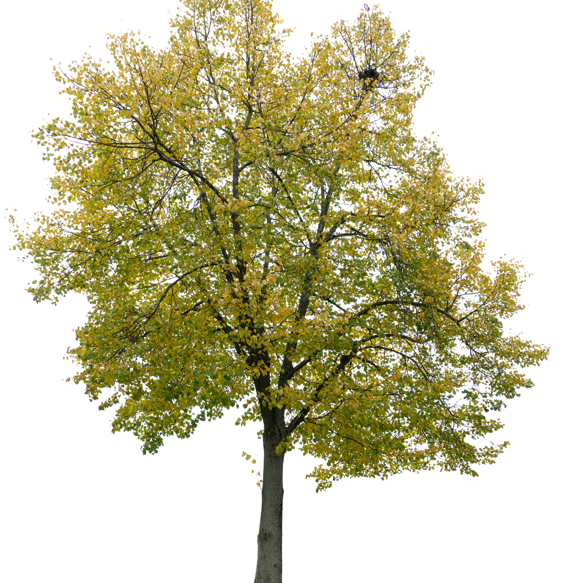 autumn tree 006 — Скачать