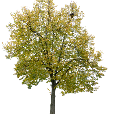 autumn tree 006 — download