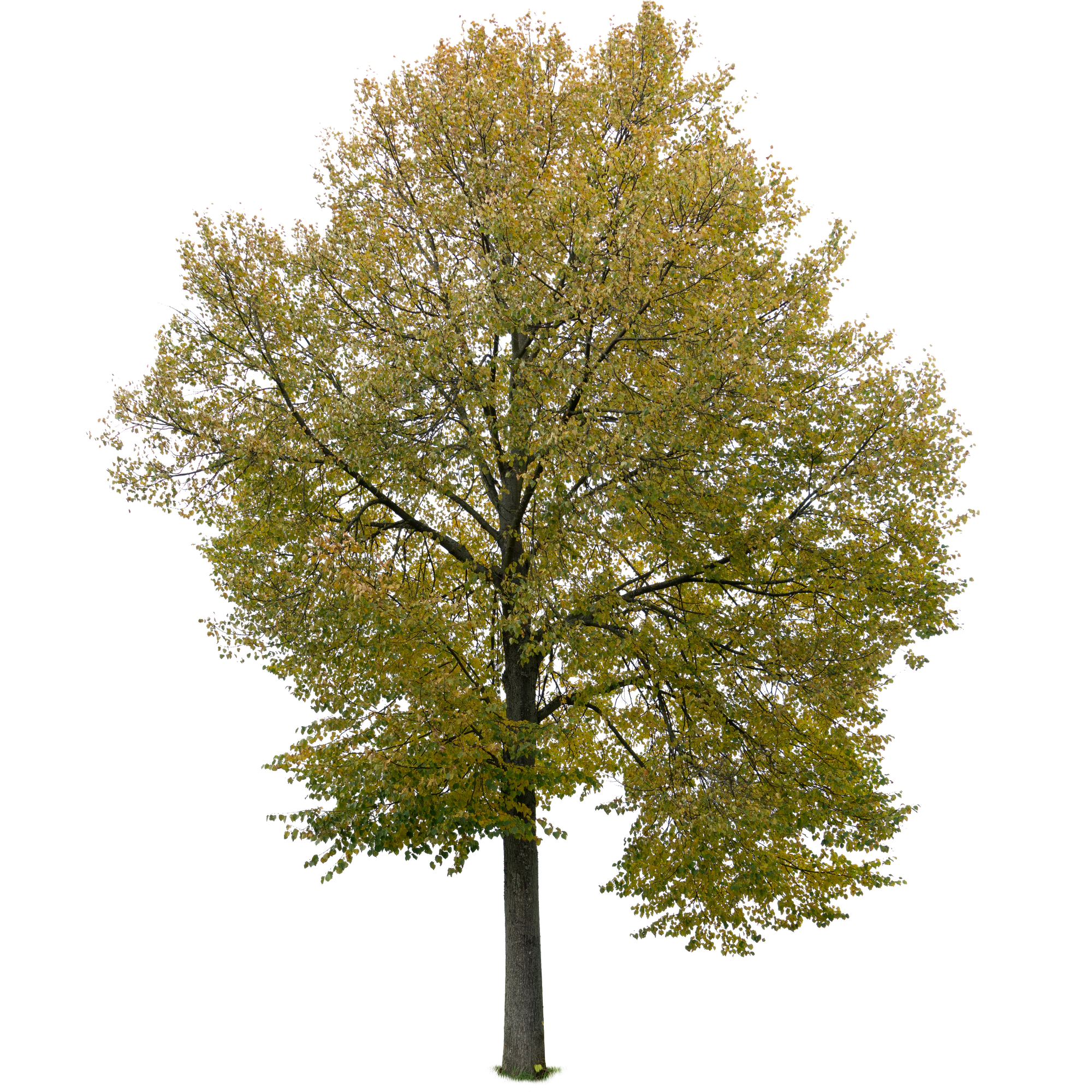 autumn tree 007 — Скачать