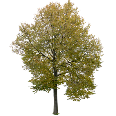 autumn tree 007 — Скачать