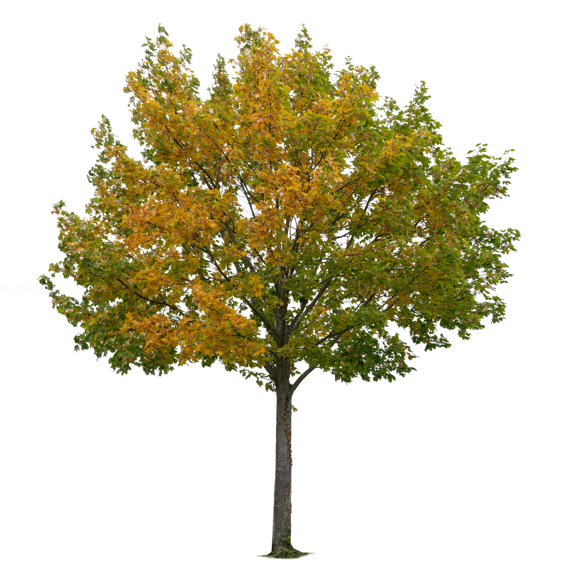autumn tree 008 — Скачать