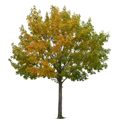 autumn tree 008 — Скачать
