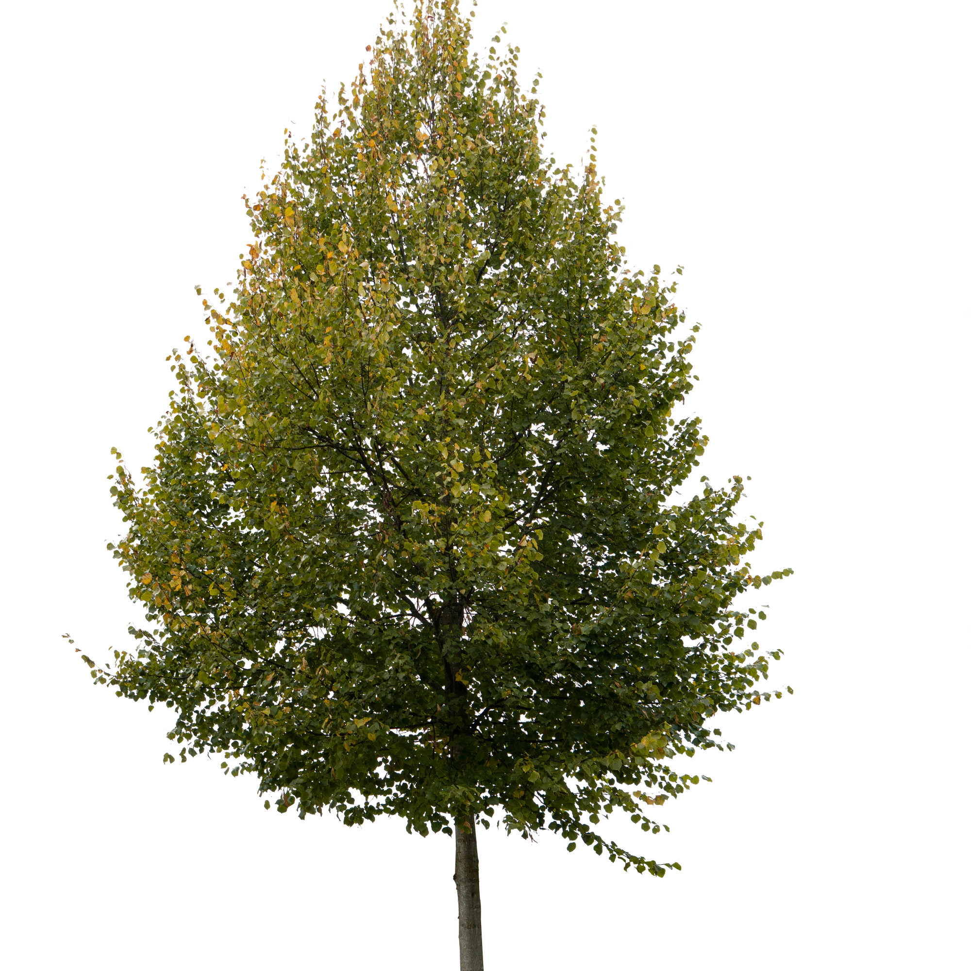 autumn tree 009 — Скачать