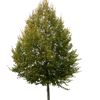 autumn tree 009 — Скачать
