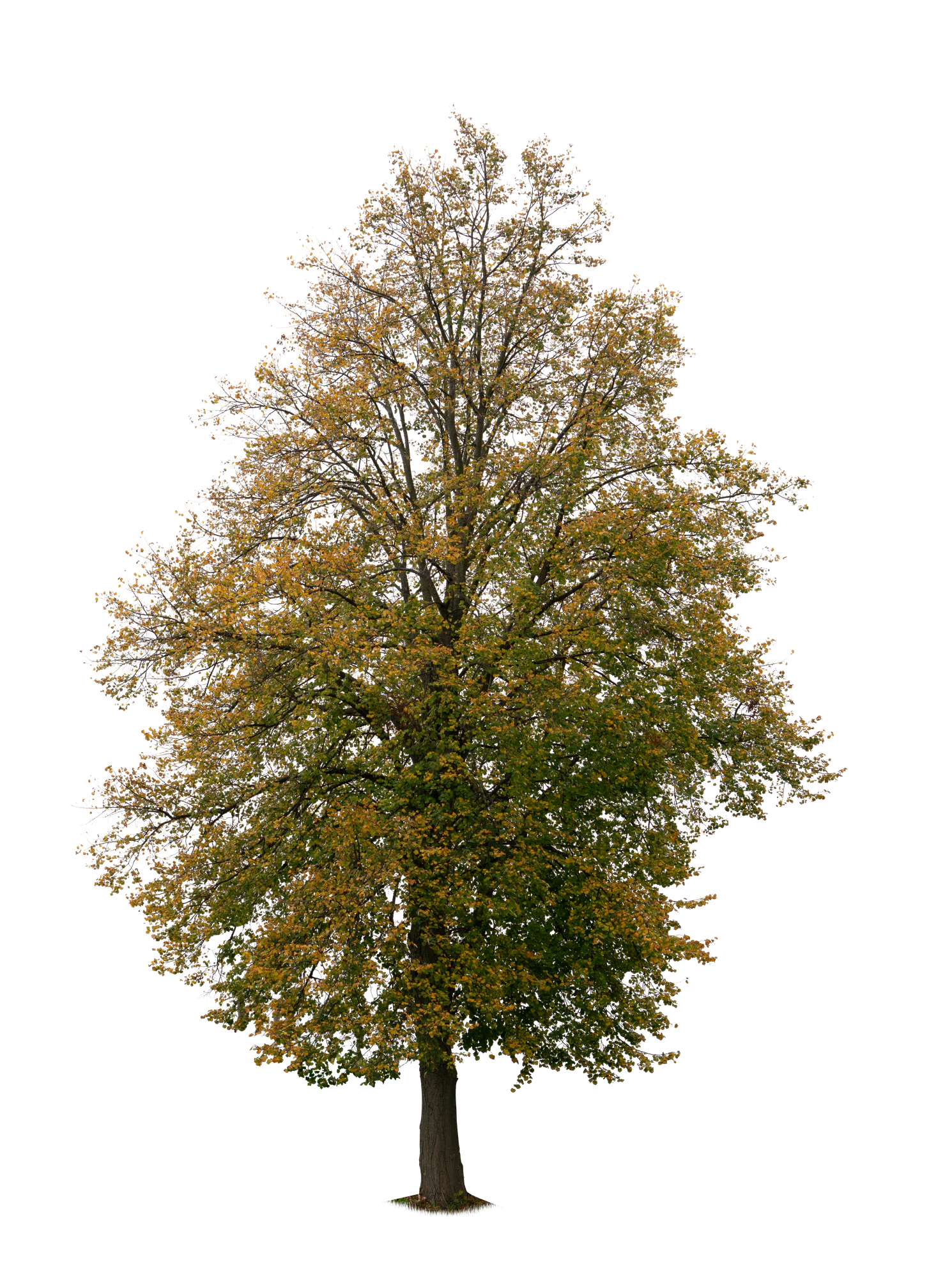 autumn tree 010 — Descargar