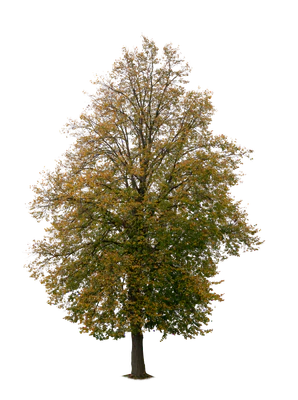 autumn tree 010 — Descargar