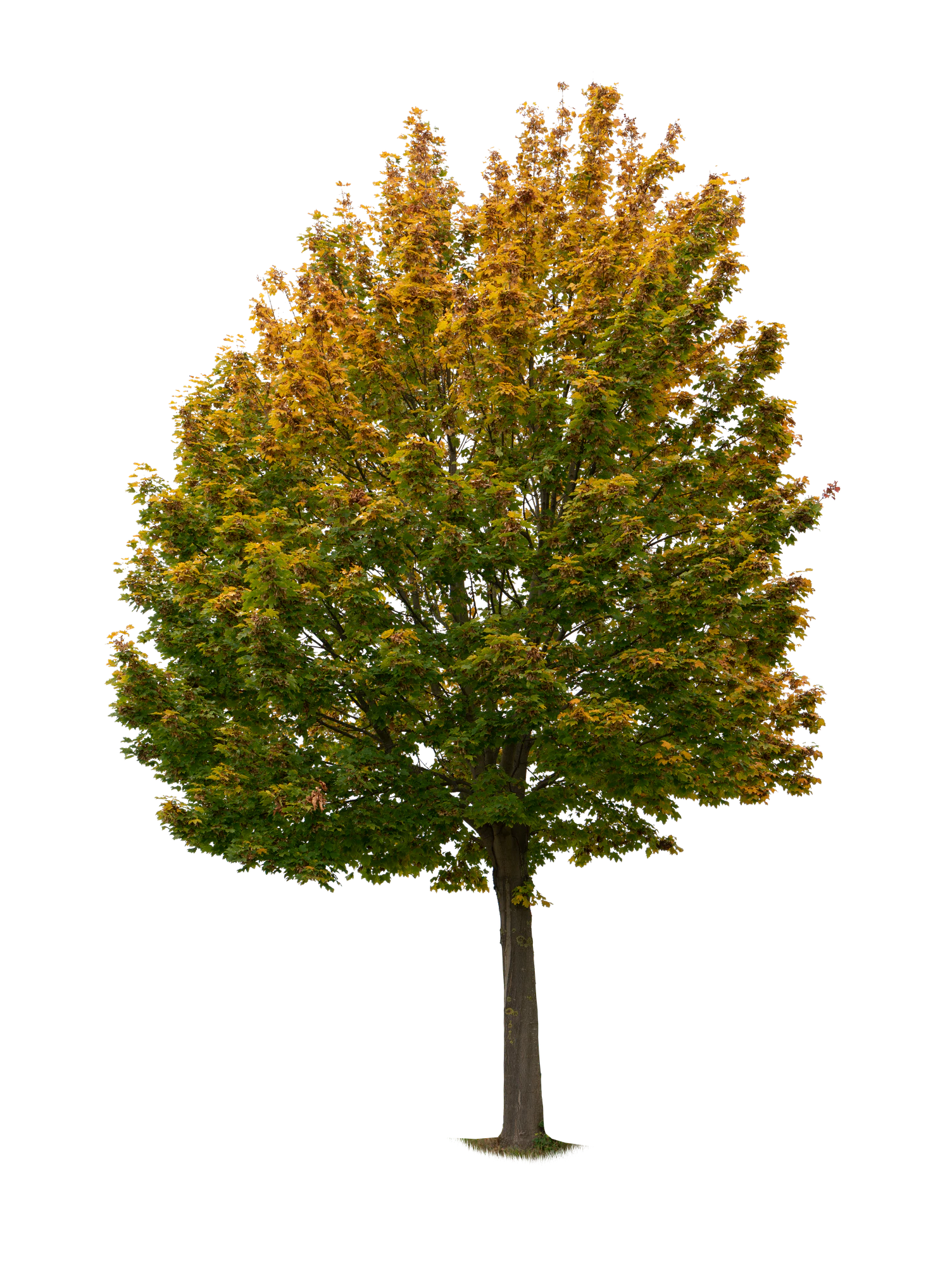 autumn tree 011 — Descargar