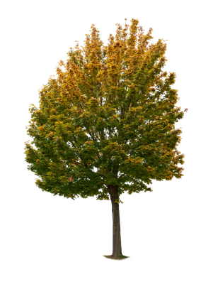 autumn tree 011 — Descargar