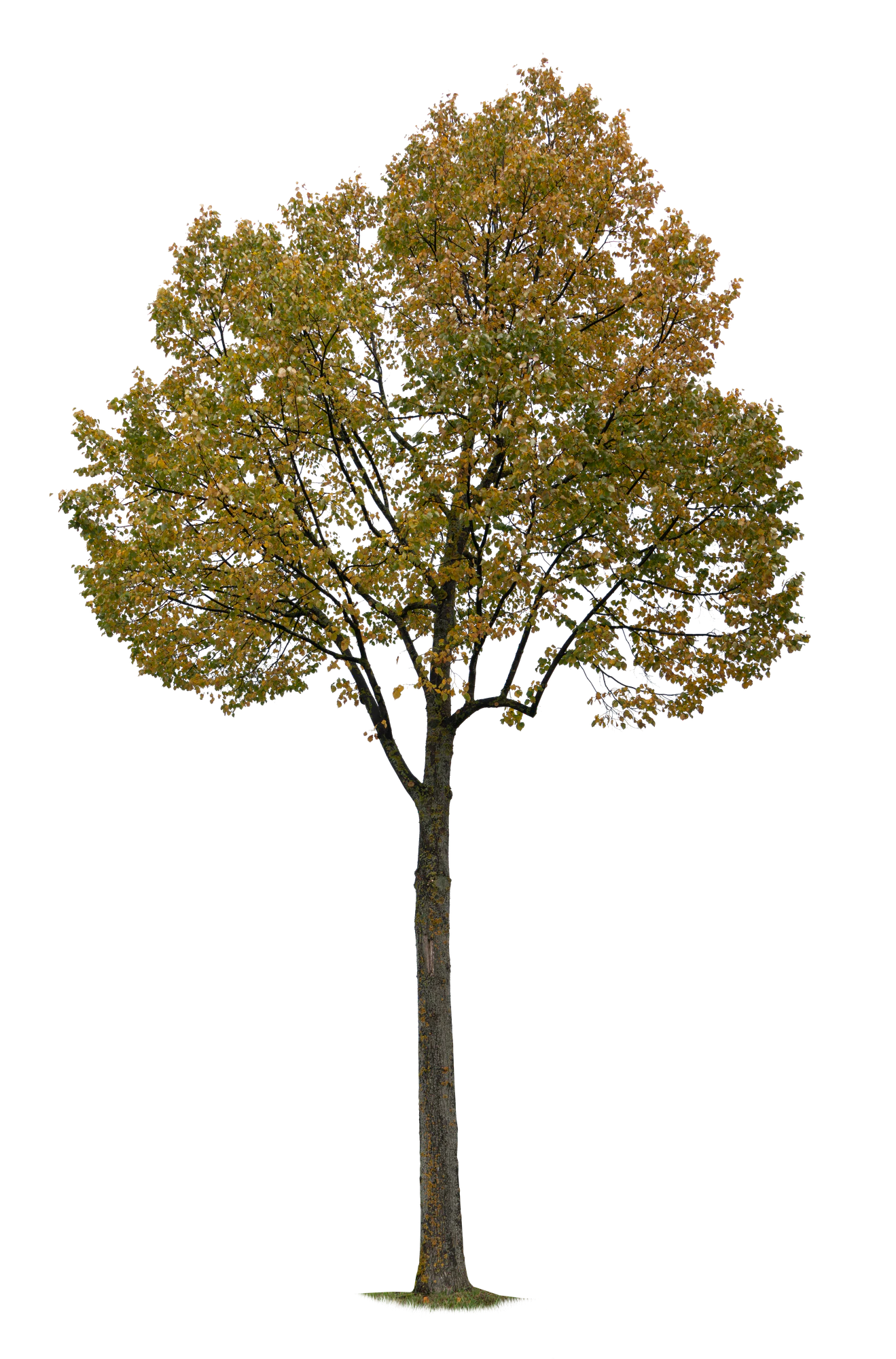 autumn tree 012 — Descargar