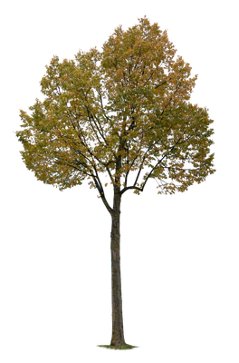 autumn tree 012 — Descargar