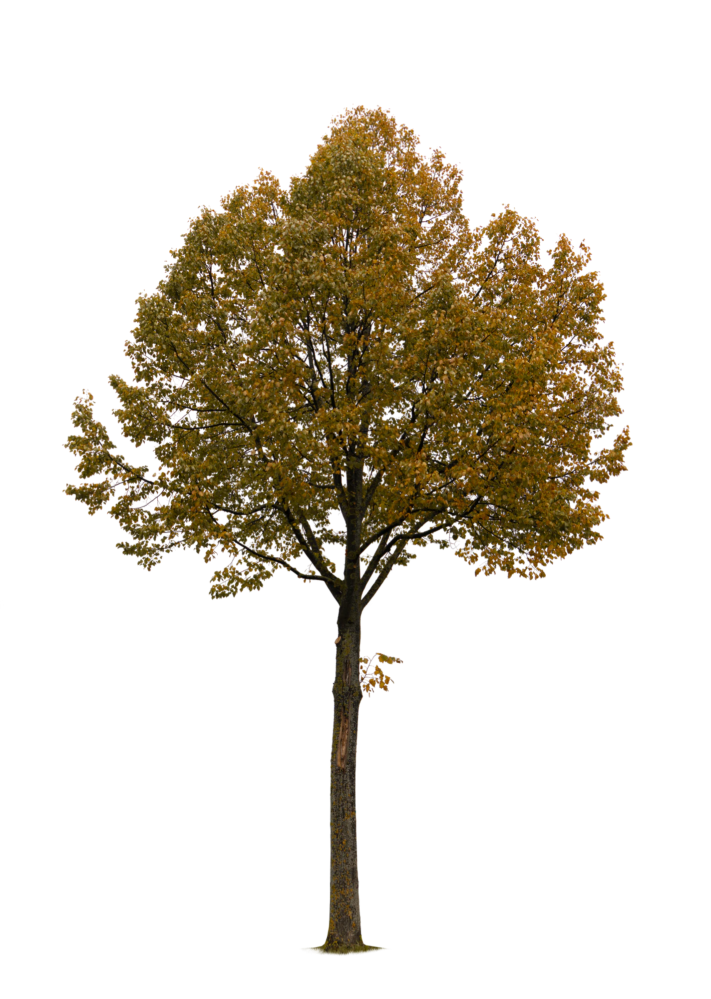 autumn tree 013 — Descargar