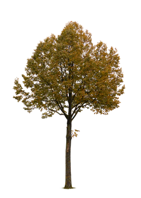 autumn tree 013 — Descargar