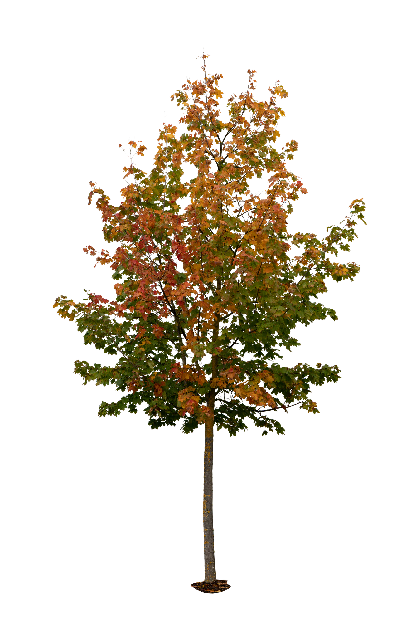 autumn tree 014 — Скачать