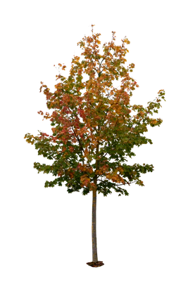 autumn tree 014 — download