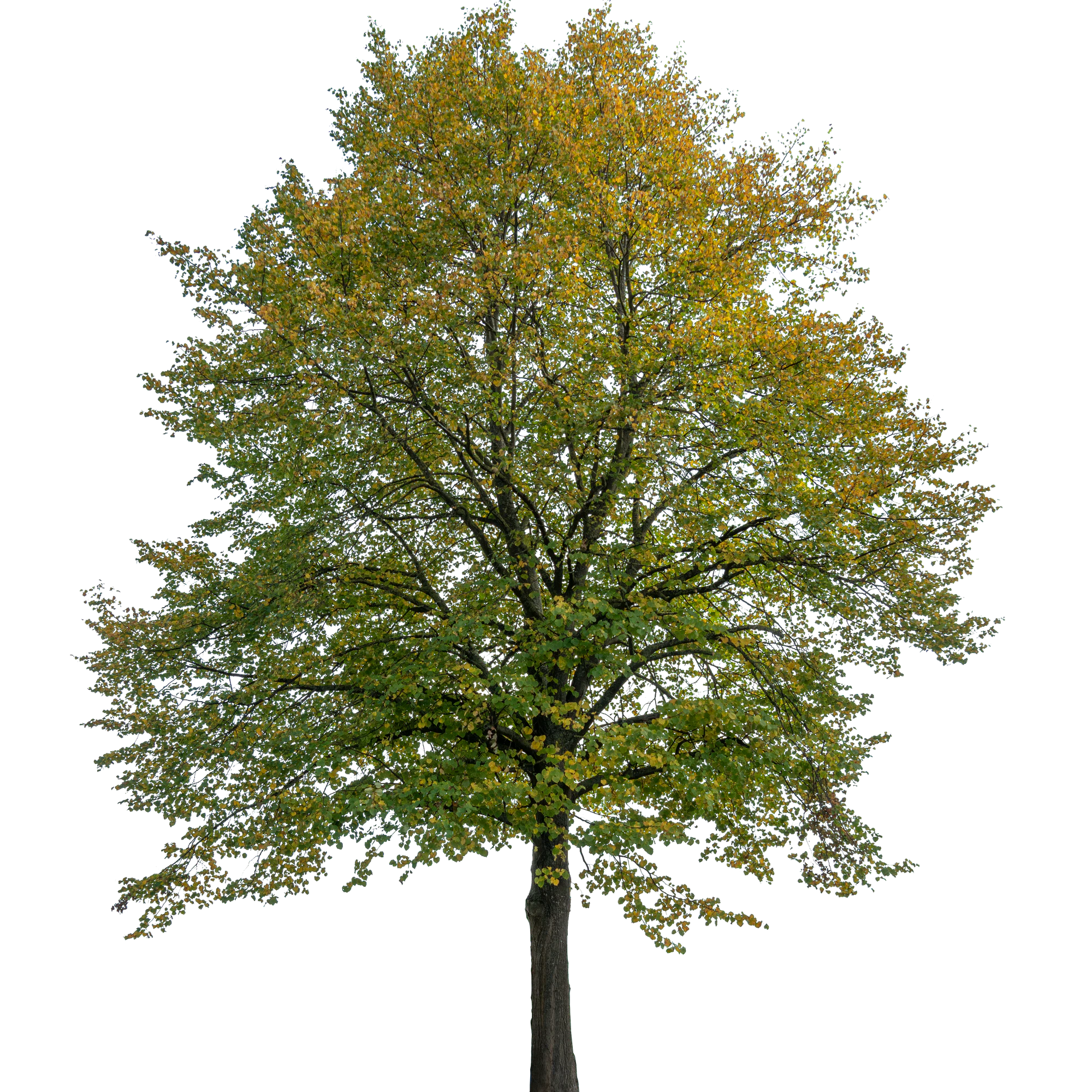 autumn tree 015 — Descargar