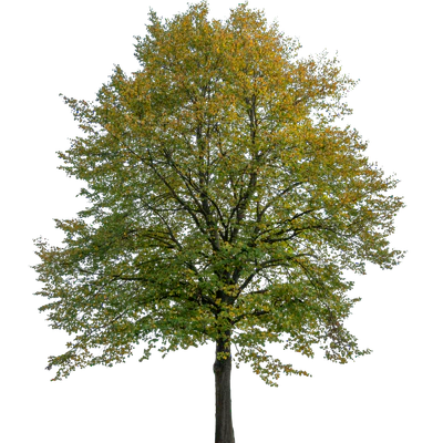 autumn tree 015 — Descargar