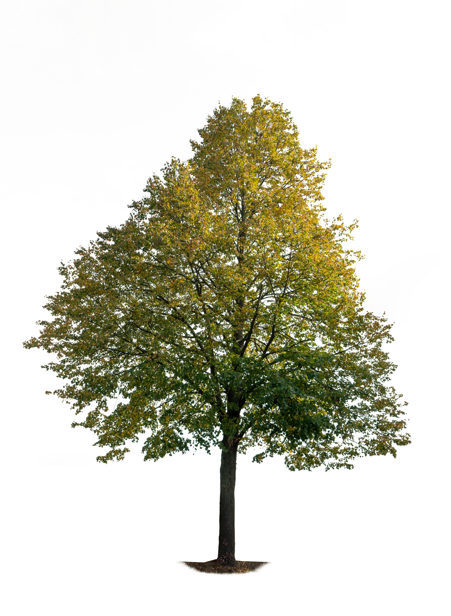 autumn tree 016 — Скачать