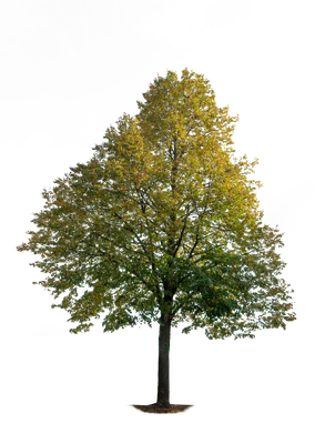 autumn tree 016 — download