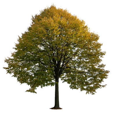 autumn tree 017 — download