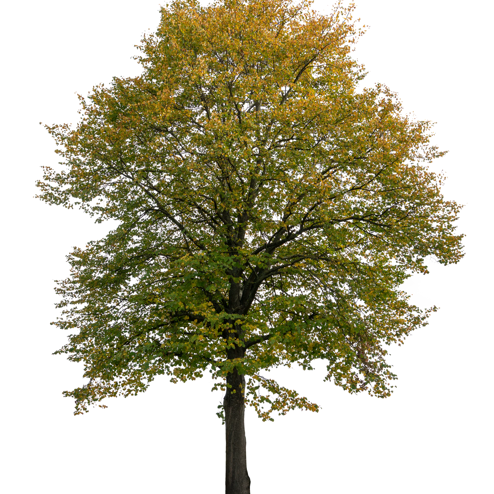 autumn tree 018 — Скачать