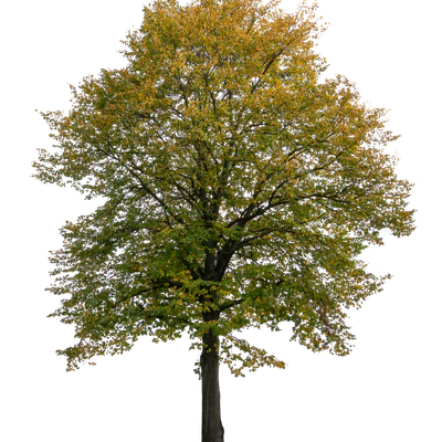autumn tree 018 — Скачать