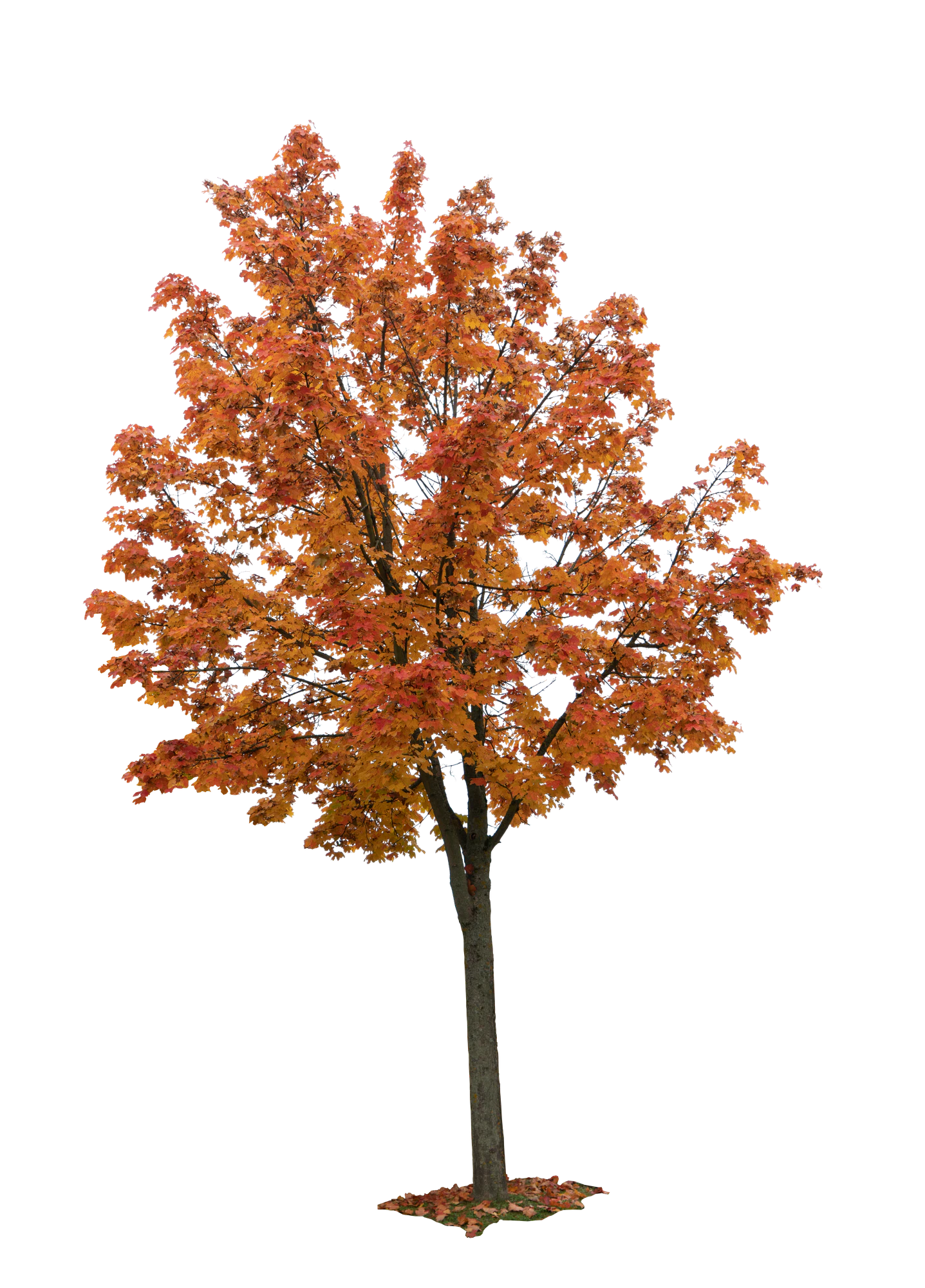 autumn tree 019 — Descargar