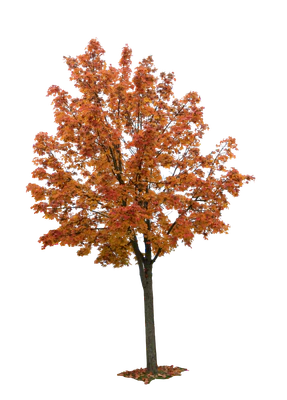 autumn tree 019 — Descargar