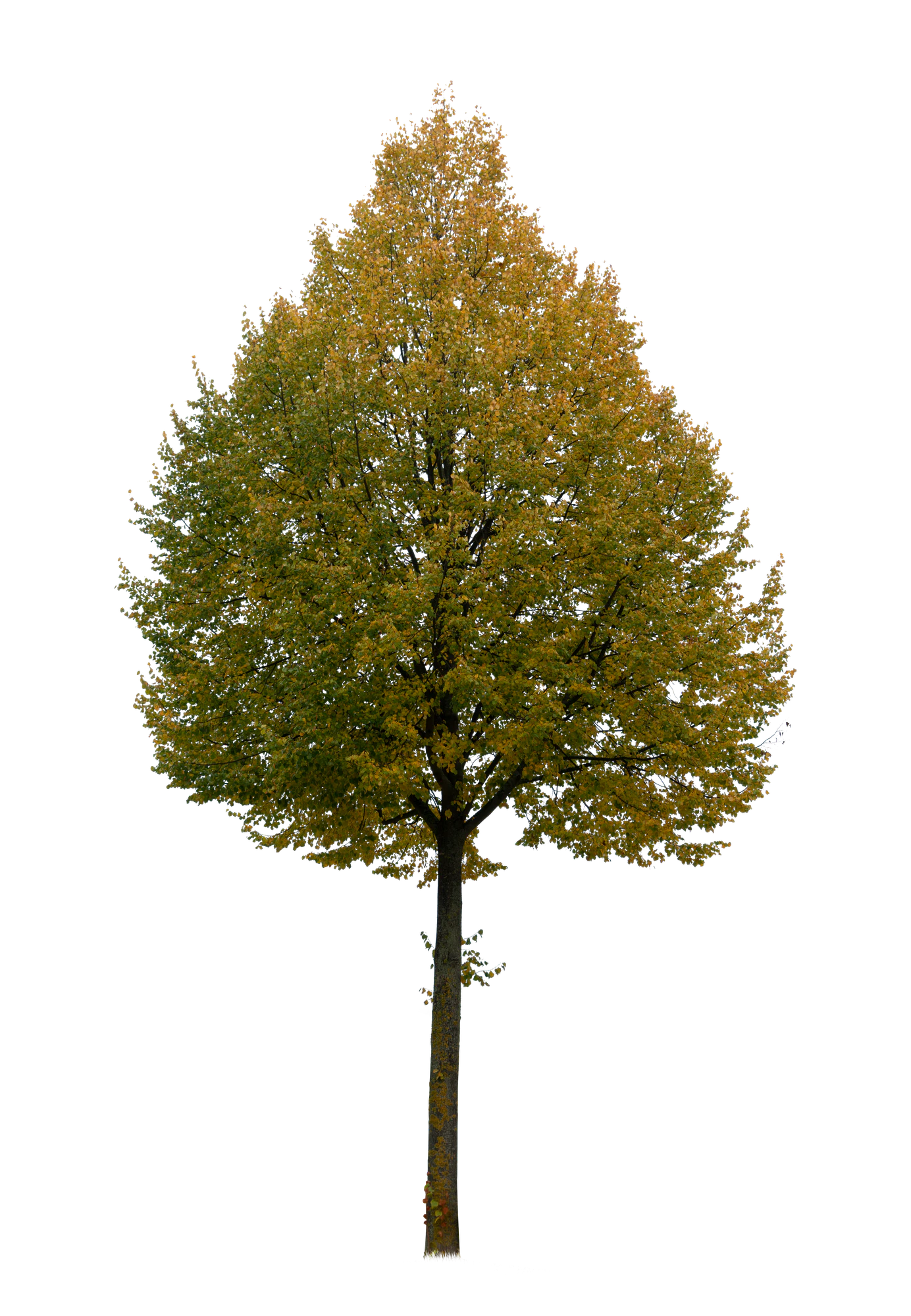 autumn tree 020 — Скачать