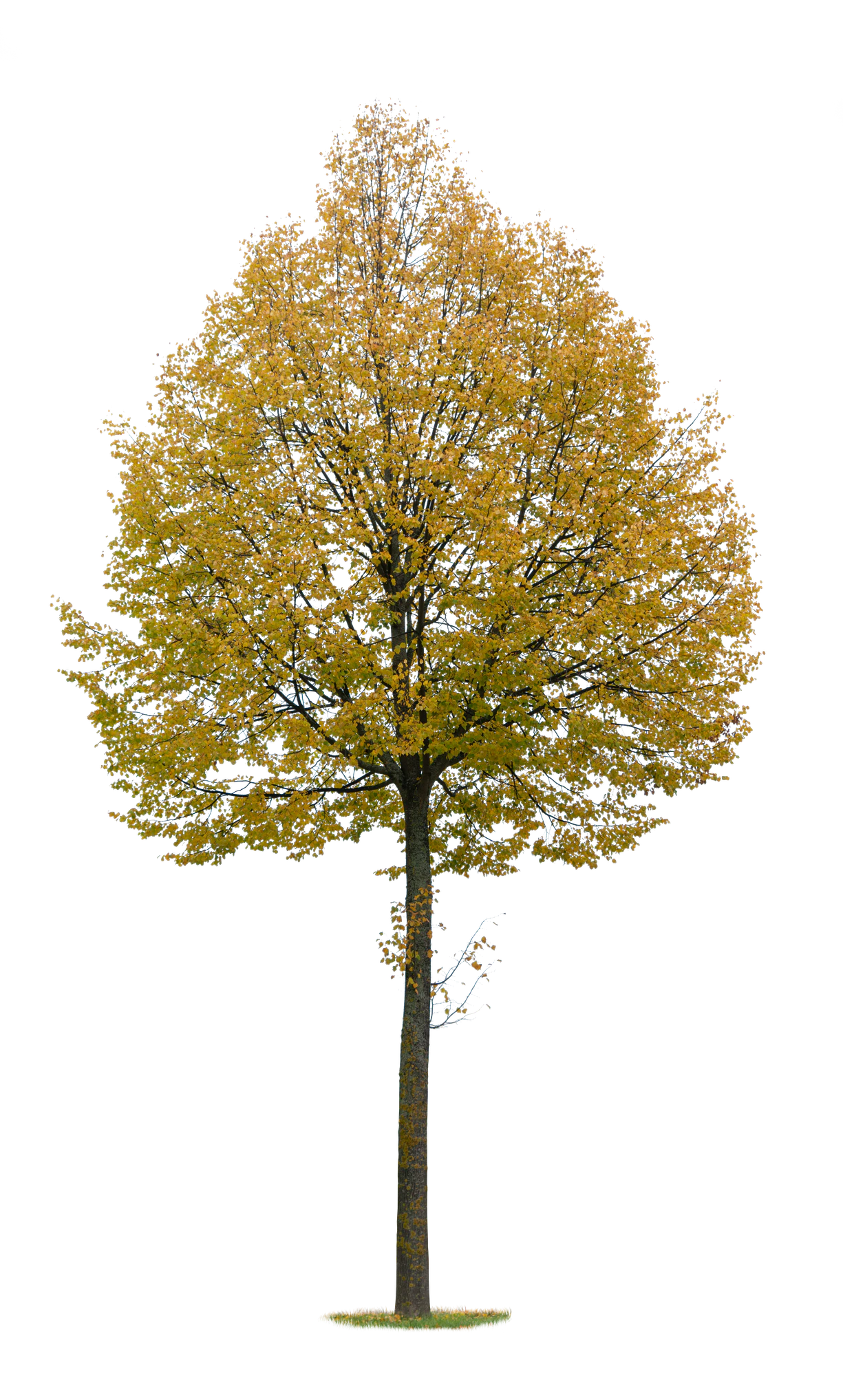 autumn tree 021 — Descargar
