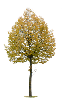 autumn tree 021 — Descargar
